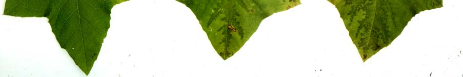 (Passiflora edulis f.