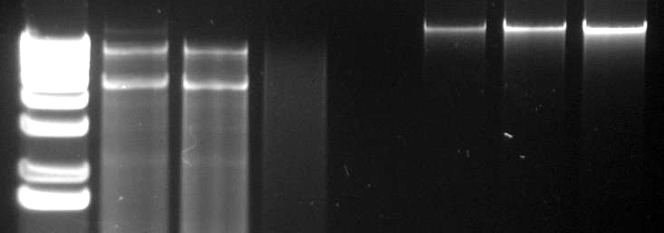 41 Em seguida, o dsrna foi precipitado com acetato de sódio e etanol absoluto, como já descrito no item 3.3.2, para eliminar os resíduos da enzima Mung Bean Nuclease.