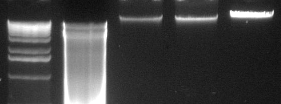 42 M 1 2 3 4 Figura 8 M Marcador molecular 1Kpb DNA Extension Ladder (Invitrogen); 1 dsrna purificado; 2 a 4 Marcador Lambda de 200, 400 e 600 ng respectivamente.