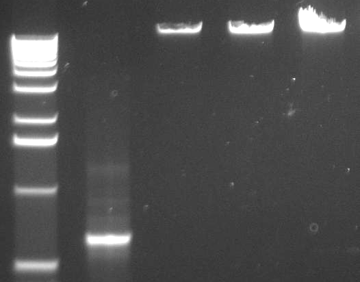 O retângulo branco indica o fragmento de interesse que foi cortado do gel e purificado M 1 2 3 4 Figura 11 M Marcador molecular de 1Kbp DNA Extension Ladder (Invitrogen); 1-2µL do purificado do