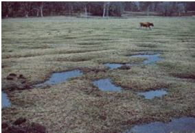 microclina e plagioclásios ilita montmorilonita Principal reação na decomposição de silicatos e carbonatos Latossolo Brasil Central 2.