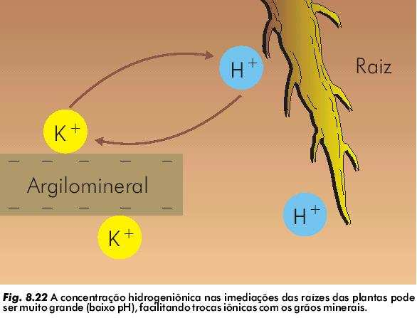 Hidrólise Total 100% do Si e K eliminados e permanência de Al e Fe - Pluviosidade alta e Drenagem eficiente, que deixa as águas diluídas não saturadas em Si KAlSi 3 O 8 + 8 H