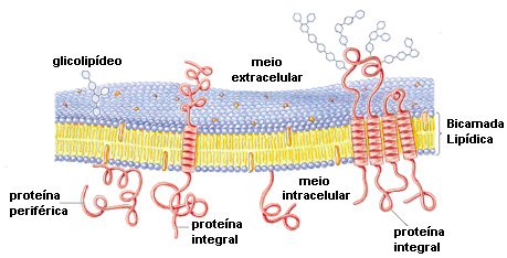 2 A membrana celular é a estrutura que delimita e separa o citoplasma do meio extracelular. É através dela que ocorre a troca de diversos solutos entre os compartimentos que ela separa.