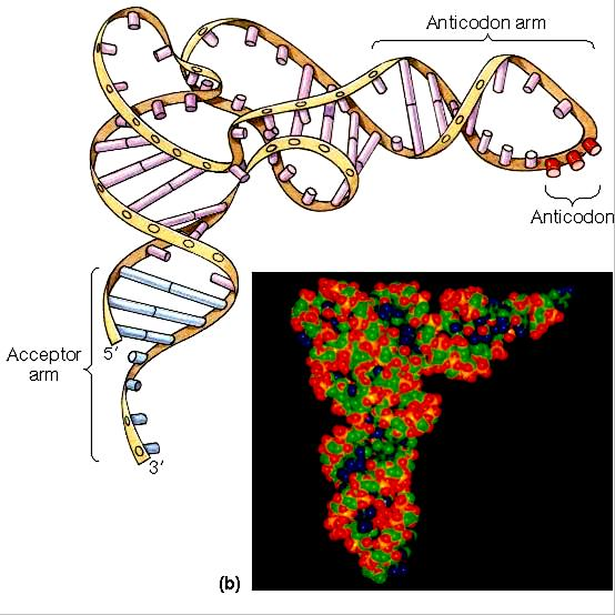 RNA