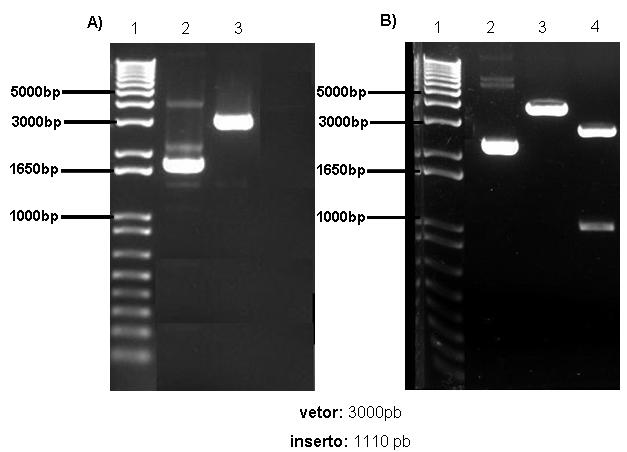 Ribeiro, SP 130 Figura 1: Análise da integridade do DNA plasmidial após purificação e corrida em gel de agarose 1%.