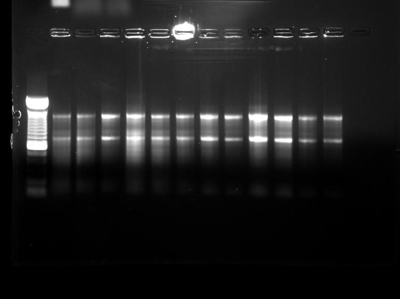 Ribeiro, SP 131 PM 1 2 3 4 5 6 7 8 9 10 11 12 18S 28S Figura 2: Avaliação da integridade das amostras de RNA por gel de agarose. Tecidos extraídos após protocolo de imunização com HIVBr18 ou pvax 1.