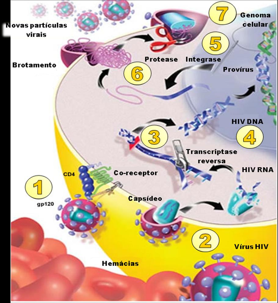 Ribeiro,SP 7 Figura 1: Ciclo de vida do HIV-1.