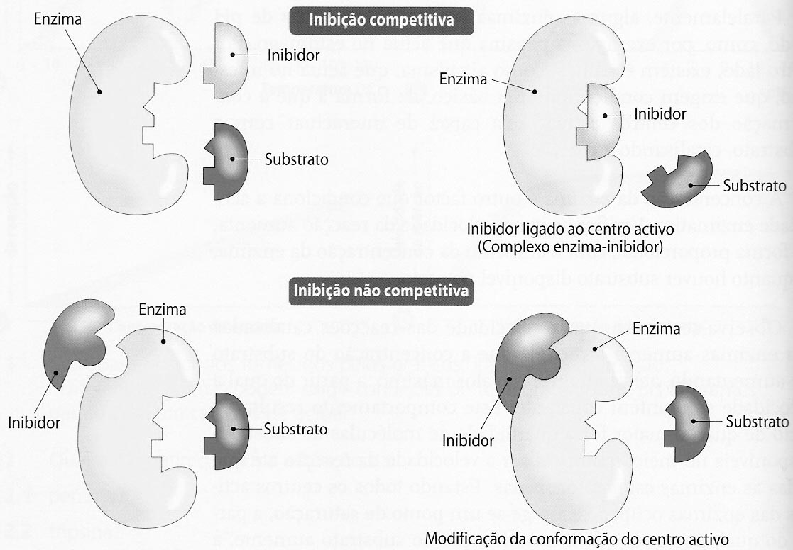 A complementaridade entre o substrato e o centro activo da enzima está na origem da especificidade de acção enzimática.