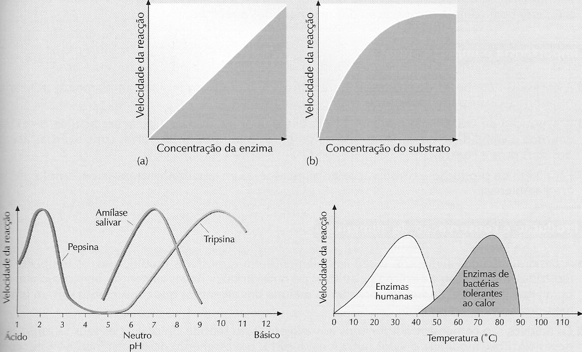 Factores que afectam a actividade enzimática: Vias metabólicas Nas células verificam-se sequências ordenadas de reacções químicas catalizadas por e nzimas, as vias