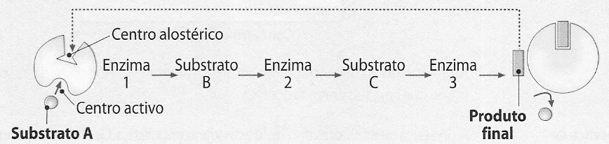 As vias metabólicas são, geralmente, reguladas por moléculas que se comportam como inibidores reversíveis não competitivos.