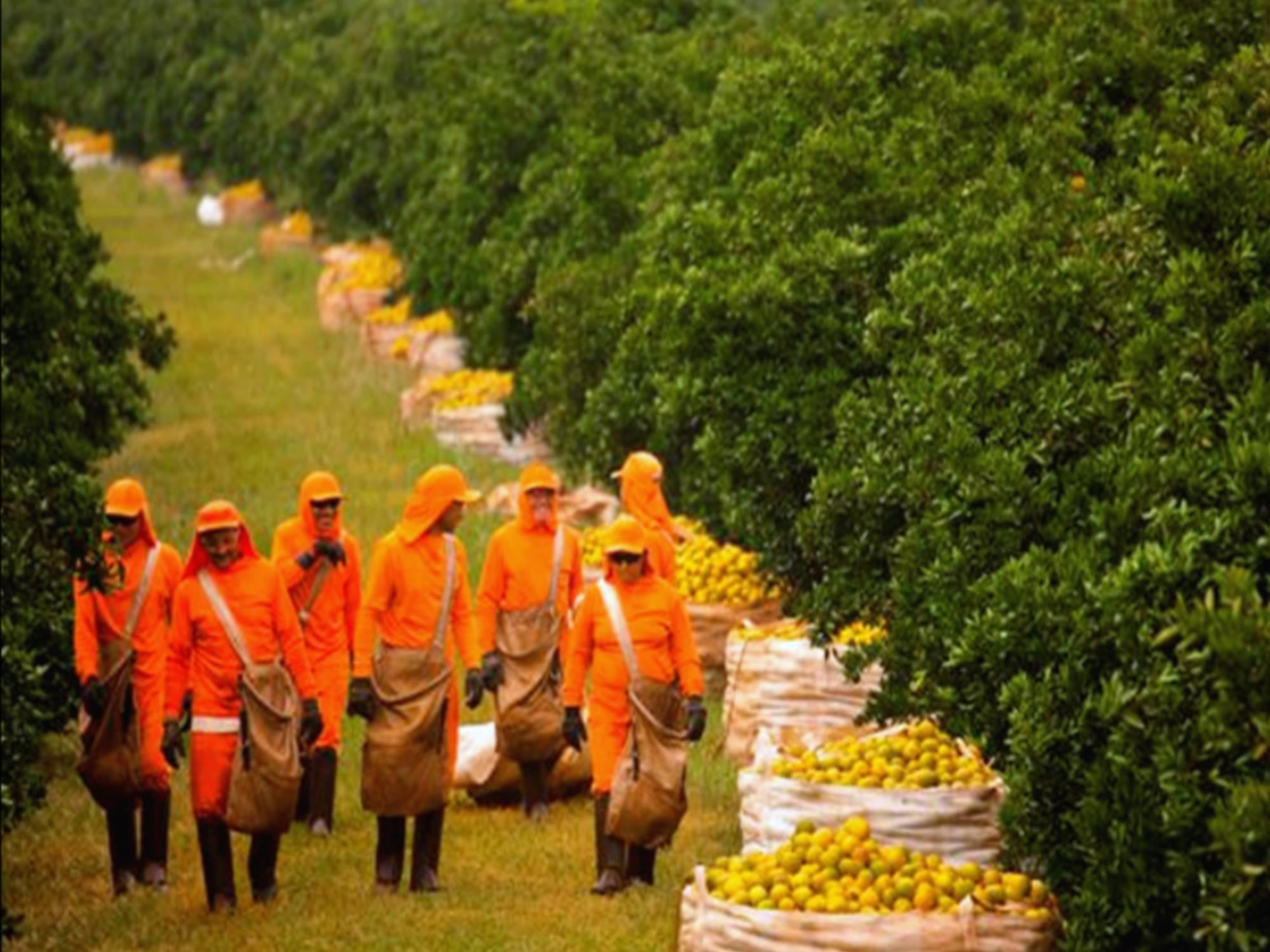 REESTIMATIVA DE SAFRA DE LARANJA E DESAFIOS DA CITRICULTURA PROPRIEDADES Citros: 11.561 Laranja: 7.