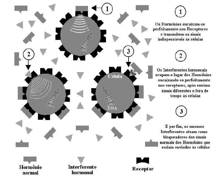 Como mensageiros químicos que respondem pela comunicação entre diferentes tipos de células, os hormônios são identificados por receptores, que são estruturas protéicas especializadas em