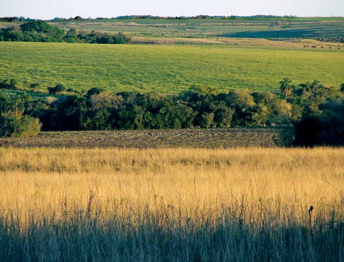 Alguns estudiosos acreditam que sua utilização esteja relacionada à chegada das populações indígenas à região, que o usavam para caça e manejo da terra, juntamente com um clima mais sazonal.