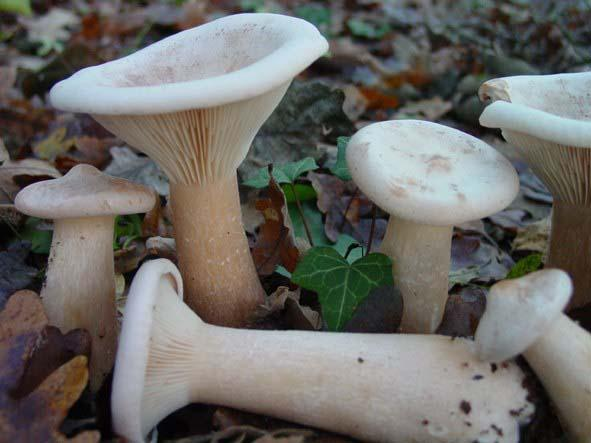 Inocybe