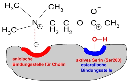 AChE Acetato