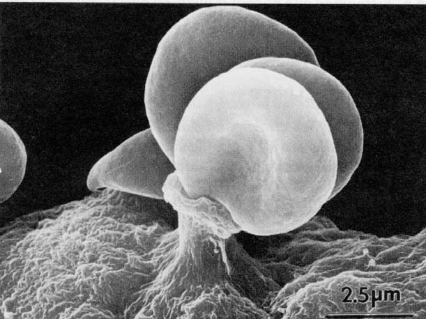 Protozoários: variedade de formas de locomoção