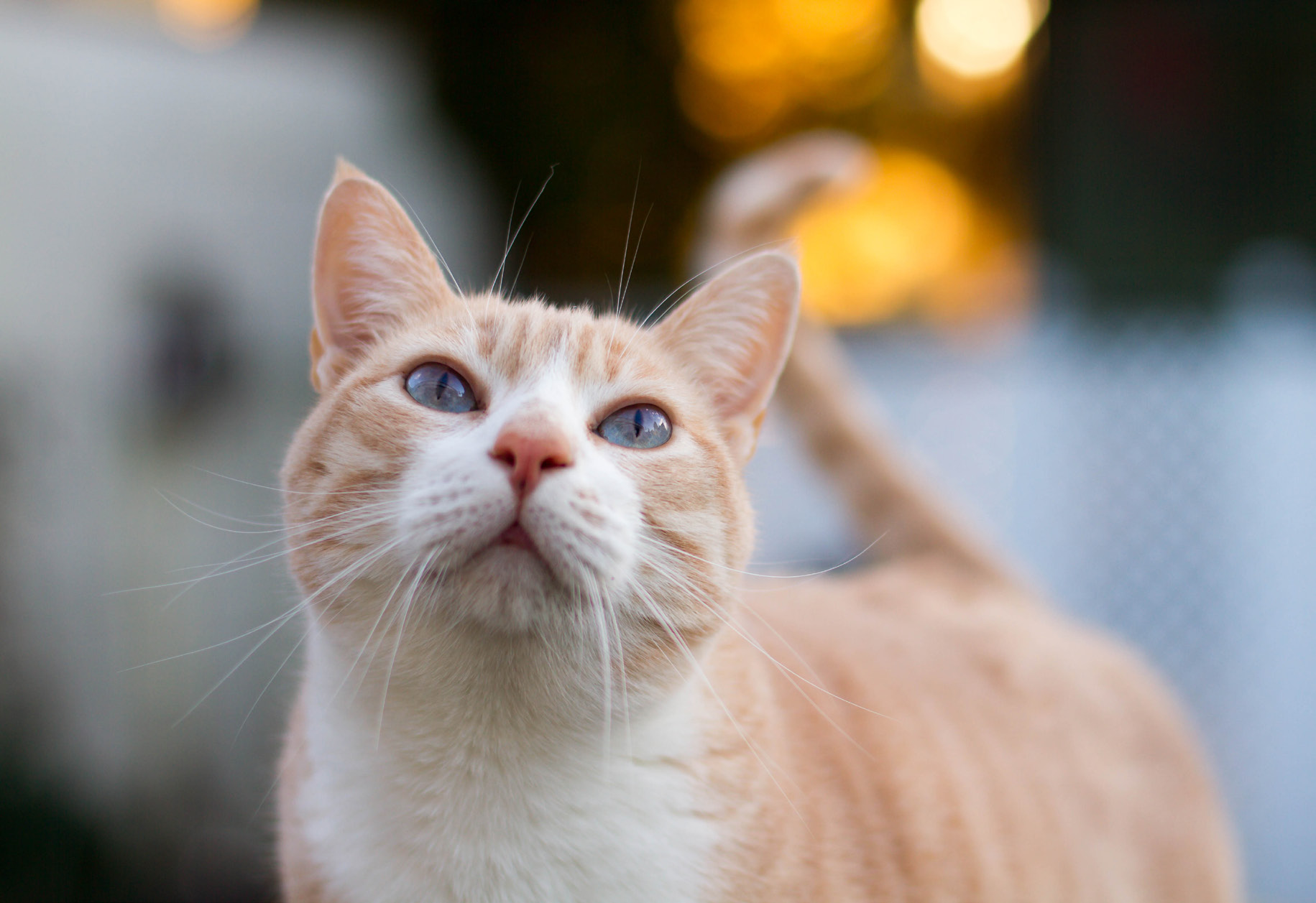 4. Segure o gato com cuidado, sem apertar, e passe a mão molhada pelo seu corpo para que ele se acostume com a água e temperatura.