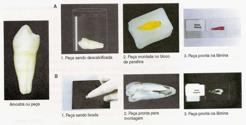 COMO SE ESTUDA AS CARACTERÍSTICAS HISTOLÓGICAS DE TECIDOS