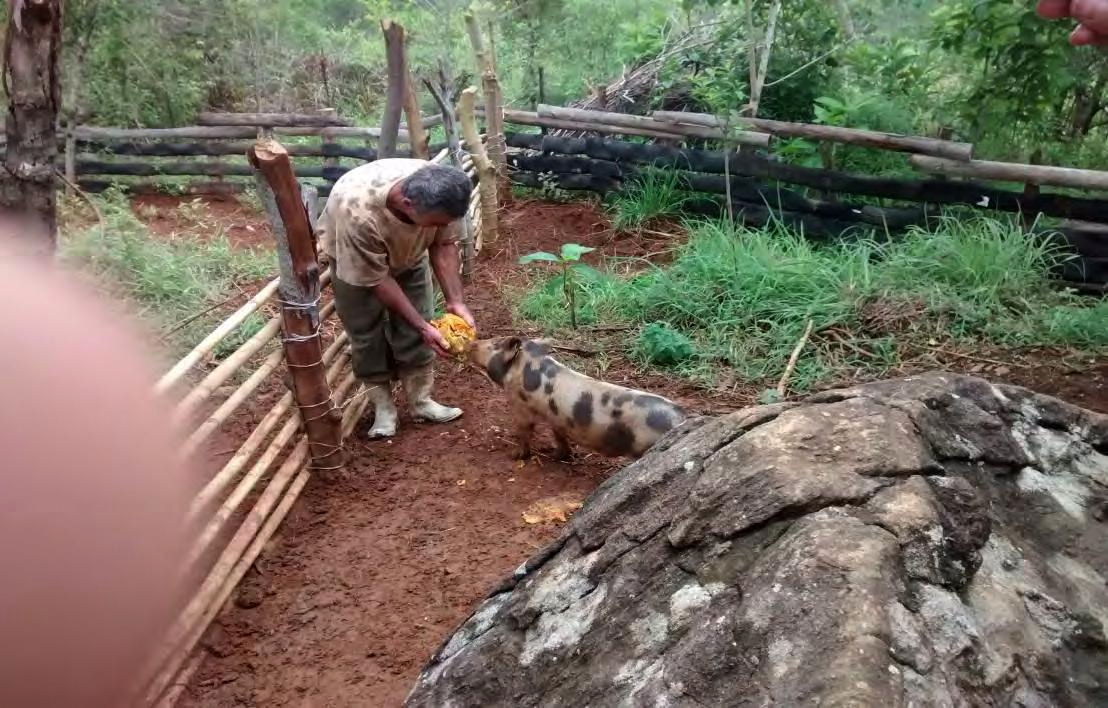 FIGURA 2. Propriedade em Pedra Dourada, piquete de lazer para os animais.