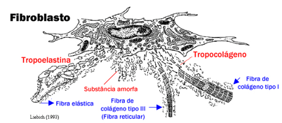 FIBROBLASTOS Cells mais comuns