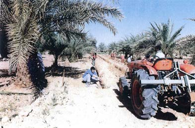 10 Algéria: Oásis no Sul para o cultivo de tomates e pimentos entre tamareiras em solo arenoso.