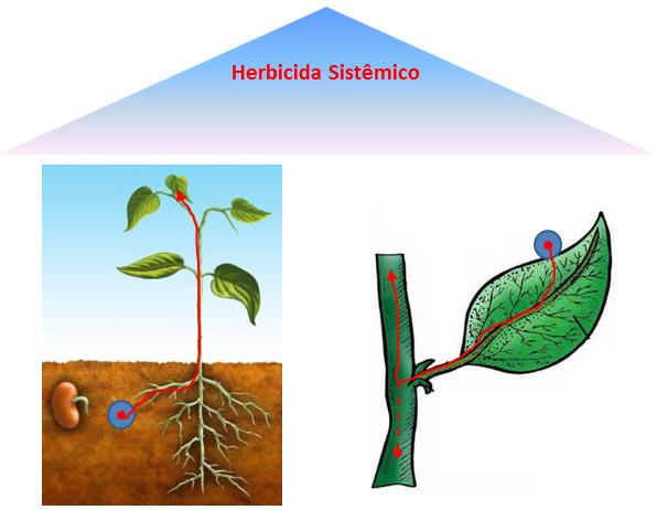 Mobilidade na Planta Tópicos x Sistêmicos Imóveis são absorvidos pela célula e agem nas proximidades do