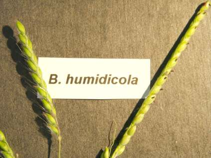 58 Consórcio Milho-Braquiária As cultivares de B.
