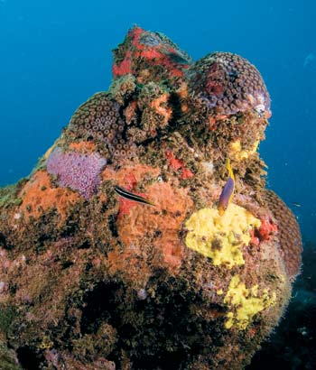 Formação coralínea típica Góbios-leitosos (Ptereleotris randalli) res, como o peixe-neon, aguardam seus clientes :