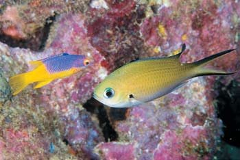 Entre os invertebrados, esponjas, corais e ceriantos exibem colorido e formas curiosas.
