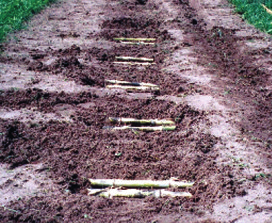 Recomendações para o Cultivo e Utilização do Capim-Elefante Edson Câmara Italiano Fotos: Edson Câmara Italiano Fig. 1. Plantio no sulco com uma e duas hastes por sulco.