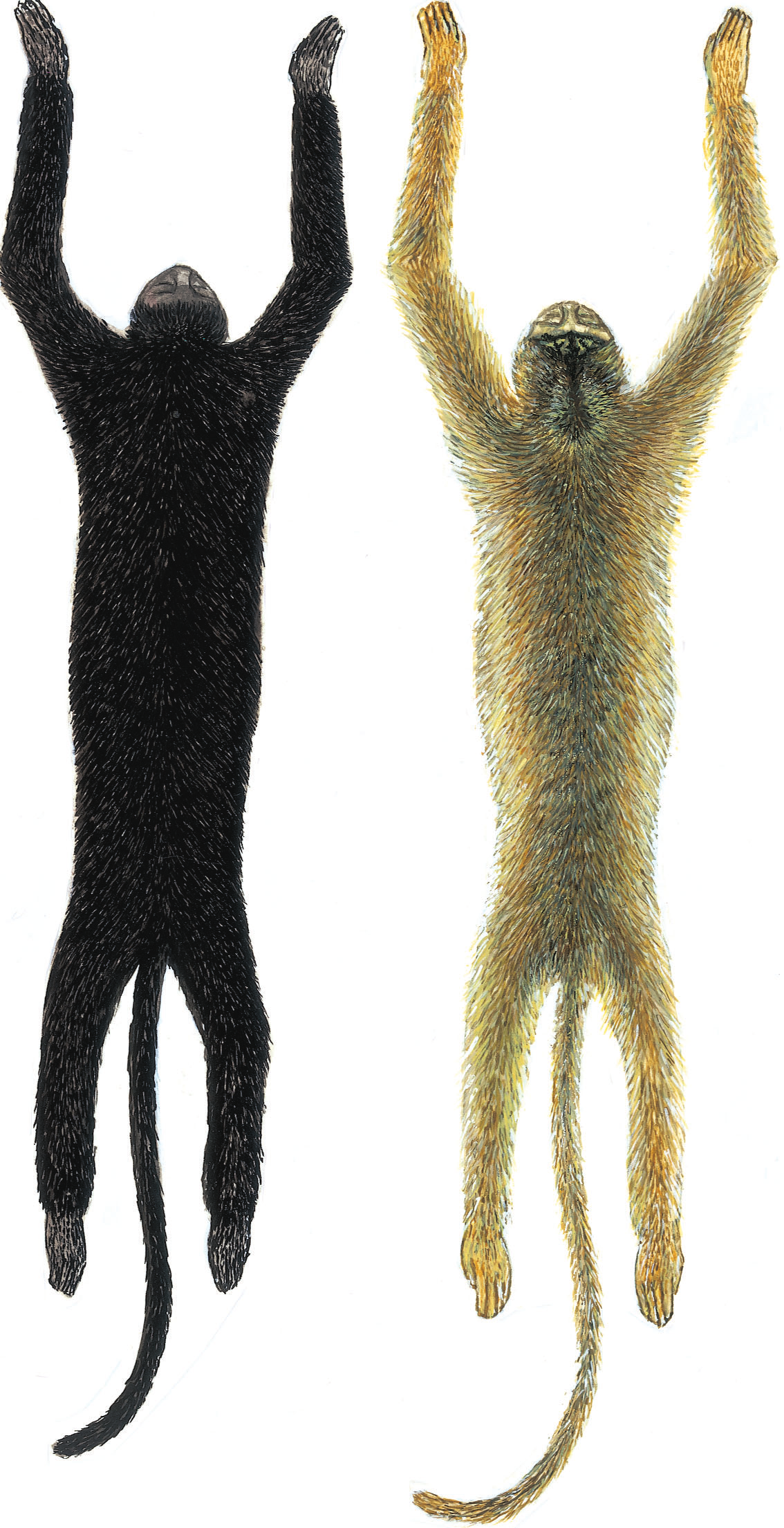 74 R. Gregorin 3 4 Figuras 3-4. Ilustração, em vista dorsal, definindo os padrões mais freqüentes de coloração da pelagem em A. caraya: (3) macho (MZUSP 3934); (4) fêmea (MZUSP 11155).