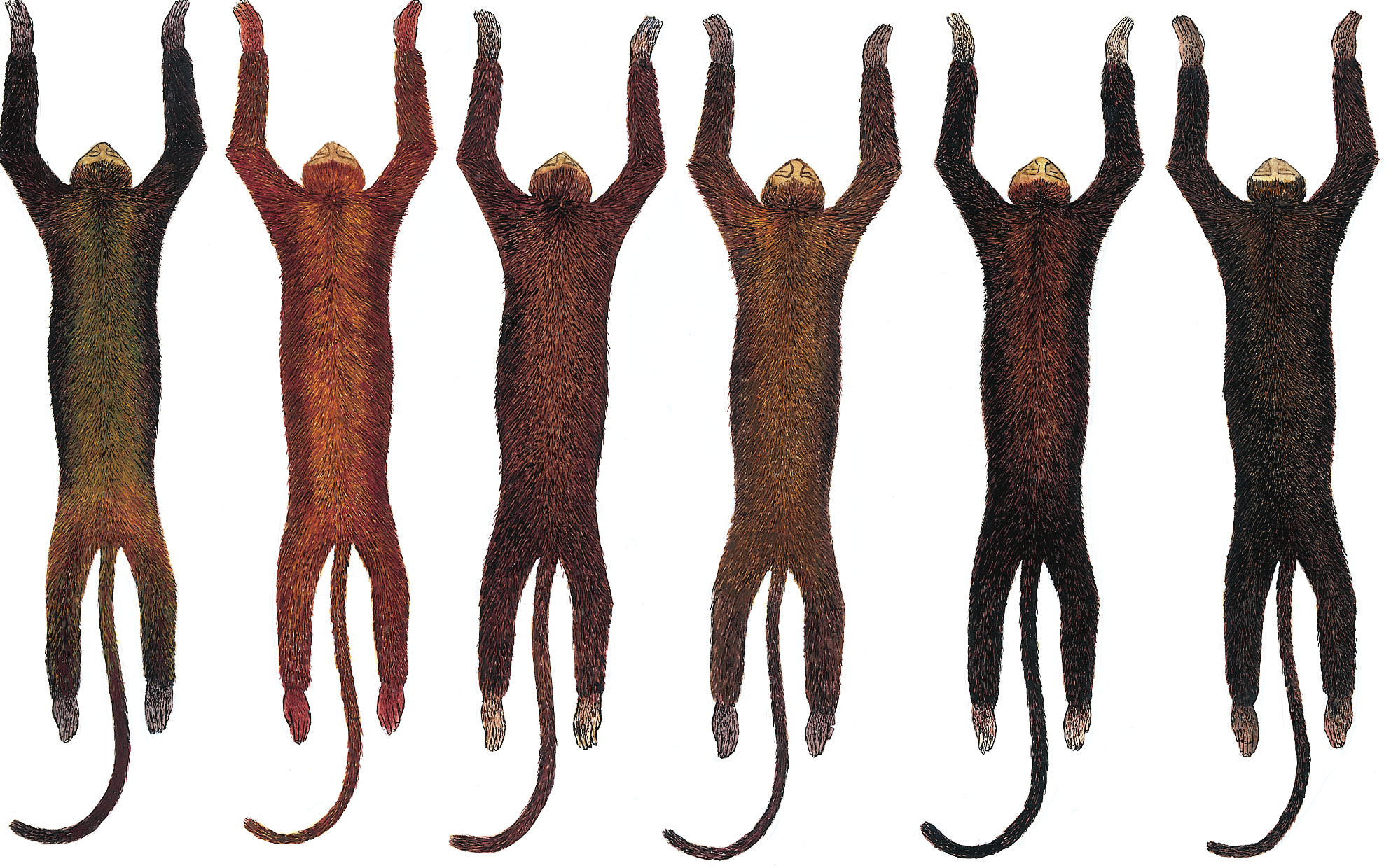 80 R. Gregorin 10 11 12 13 14 15 Figuras 10-15. Ilustração, em vista dorsal, mostrando os padrões mais freqüentes de coloração da pelagem em A. fusca (Fig. 10) e A. clamitans (Figs 11-15).
