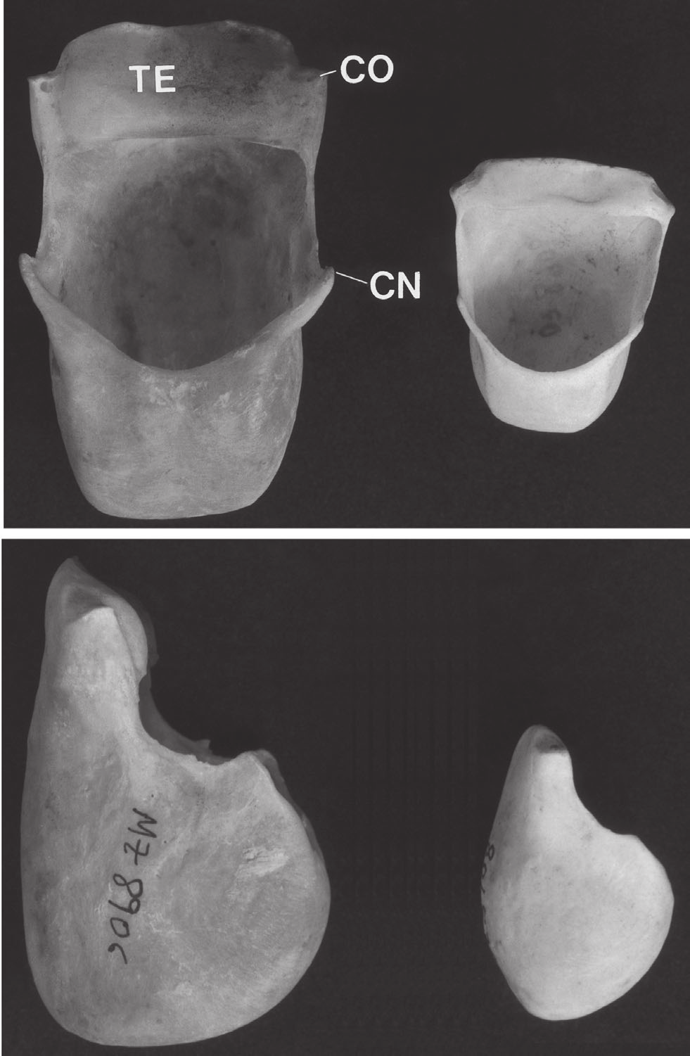 Taxonomia e variação geográfica das espécies do gênero Alouatta no Brasil 81 Tabela V. Dados morfométricos (mm) das amostras de A. fusca no Brasil.