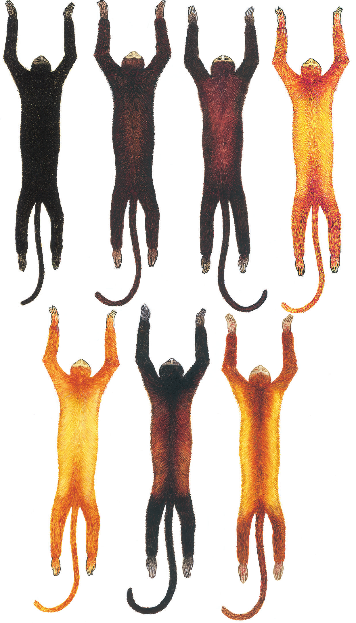 110 R. Gregorin 44 45 48 46 49 47 50 Figuras 44-50. Ilustração, em vista dorsal, mostrando os padrões de coloração da pelagem no complexo A. seniculus : (44) A. nigerrima (MZUSP 5295); (45) A.