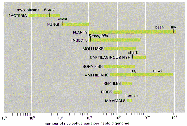 Genome size does not correlate well with gene number or with apparent organism complexity Closely