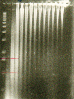 DNA sonicado para construção biblioteca