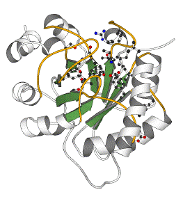 transcription mrna