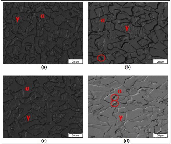 Figura 89: Micrografias com aumento de 50x e ataque com ácido oxálico na seção longitudinal.