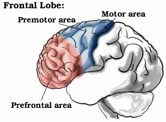 LOBOS FRONTAIS Homúnculo motor