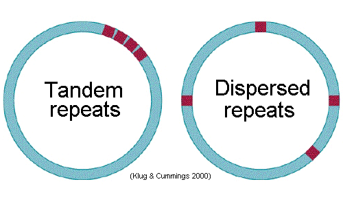 TTTGCTAT AGGCTT Seqüências de inserção Insertion sequences - IS Seqüências de nucleotídeos que se repetem ao longo do genoma de maneira dispersa Diferentes números e localizações de acordo com a