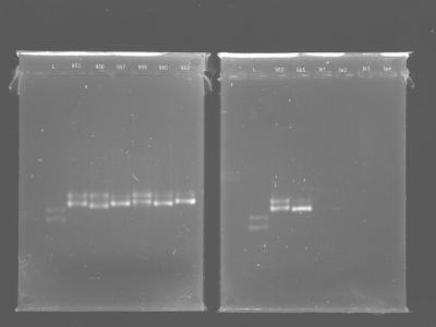 Vantagens Alto poder discriminatório (Le Fleche et al.,2006) Espécie de Brucella Número de genótipos B. canis (n = 17) 8 B. abortus (n = 52) 41 B. suis (n = 117) 99 B. melitensis (n = 42) 33 B.