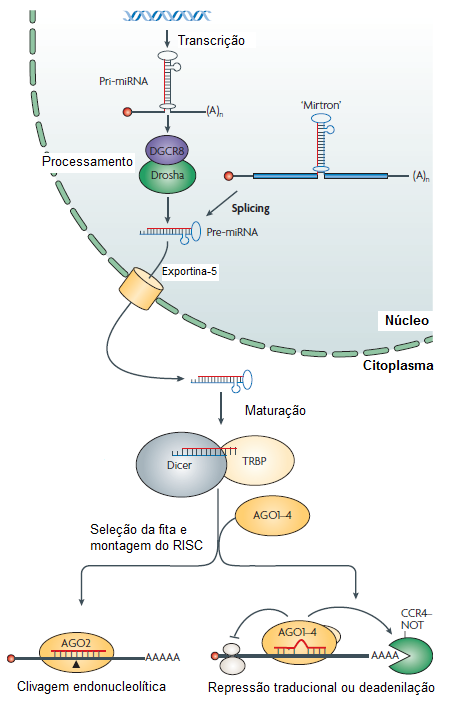 Figura 2. Representação esquemática da biogénese dos mirnas.