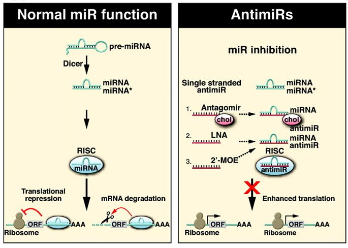 6. Potencialidades terapêuticas dos mirnas As implicações terapêuticas dos mirnas são referidas em diversos estudos sendo, por isso, de prever que estes pequenos RNAs não codificantes possam