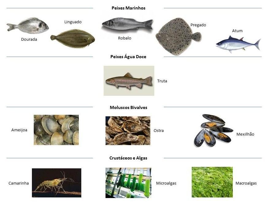 Na figura em baixo poder-se-á ver as diferentes espécies produzidas em Portugal. Outras actividades ligadas à aquacultura Em 2011 a produção aquícola nacional deverá rondar as 9 000 toneladas.