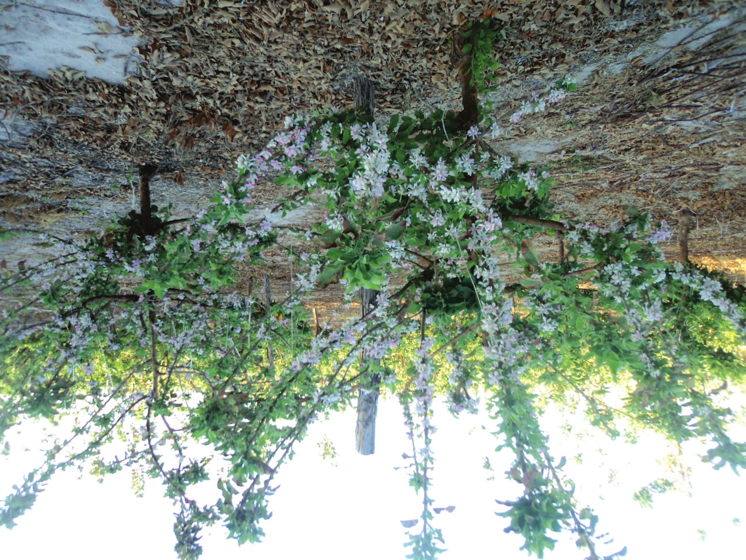 Cultivo da Macieira Princesa na Serra da Ibiapaba, Ceará raleio de frutos, controle de pragas e doenças (PETRI et al., 2000).