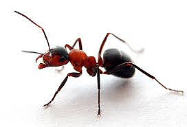 o mesmo, casca de ovo moída, farinha de ossos ou borra de café, que inibem o aparecimento de formigas.