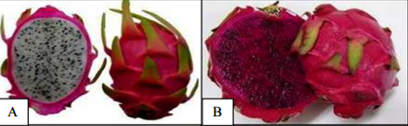 Figura 2 - Aspecto do fruto e da polpa da pitaya branca (Hylocereus undatus) (A); pitaya de polpa e casca vermelha ( Hylocereus polyrhzius) (B) 3.