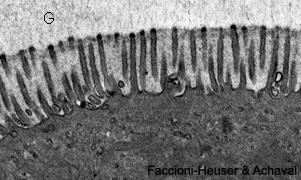 Tecido epitelial Capítulo 2 1 PROJEÇÕES CELULARES Os microvilos são evaginações digitiformes da superfície apical, com 50 a 100nm de diâmetro e 1 a 3 m de comprimento.