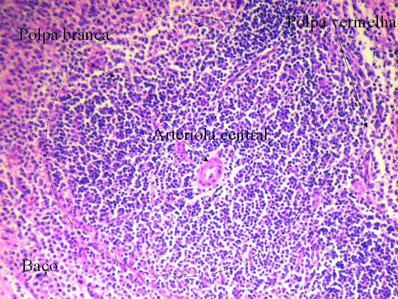 ÓRGÃOS LINFÓIDES SECUNDÁRIOS Baço.É um órgão maciço avermelhado, de consistência gelatinosa,.