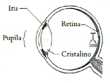 Formação da Imagem no Olho Humano 15m 2,5mm centro